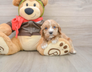 8 week old Cavapoo Puppy For Sale - Florida Fur Babies