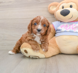 5 week old Cavapoo Puppy For Sale - Florida Fur Babies