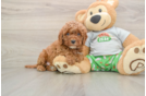 Cavapoo Pup Being Cute