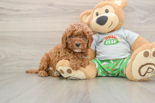 Cavapoo Pup Being Cute