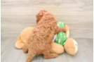 Cavapoo Pup Being Cute