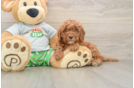 Petite Cavapoo Poodle Mix Pup