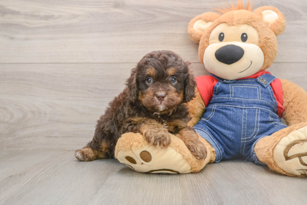 Best Cavapoo Baby