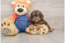 Happy Cavapoo Baby