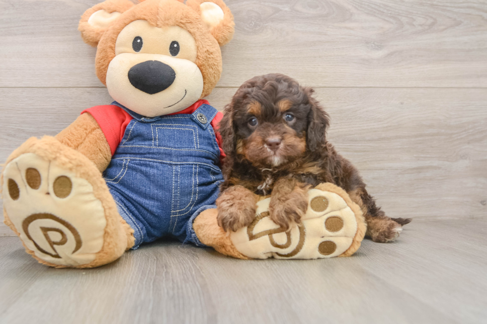 Happy Cavapoo Baby
