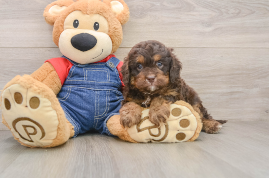 Happy Cavapoo Baby