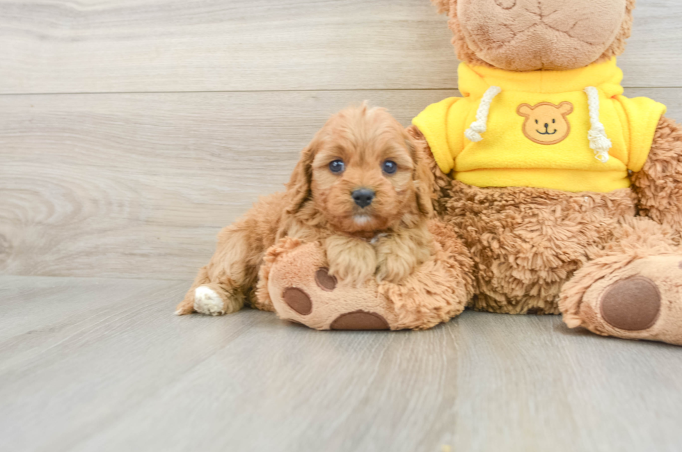 7 week old Cavapoo Puppy For Sale - Florida Fur Babies