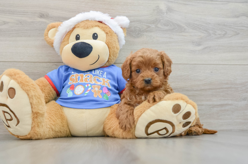 5 week old Cavapoo Puppy For Sale - Florida Fur Babies