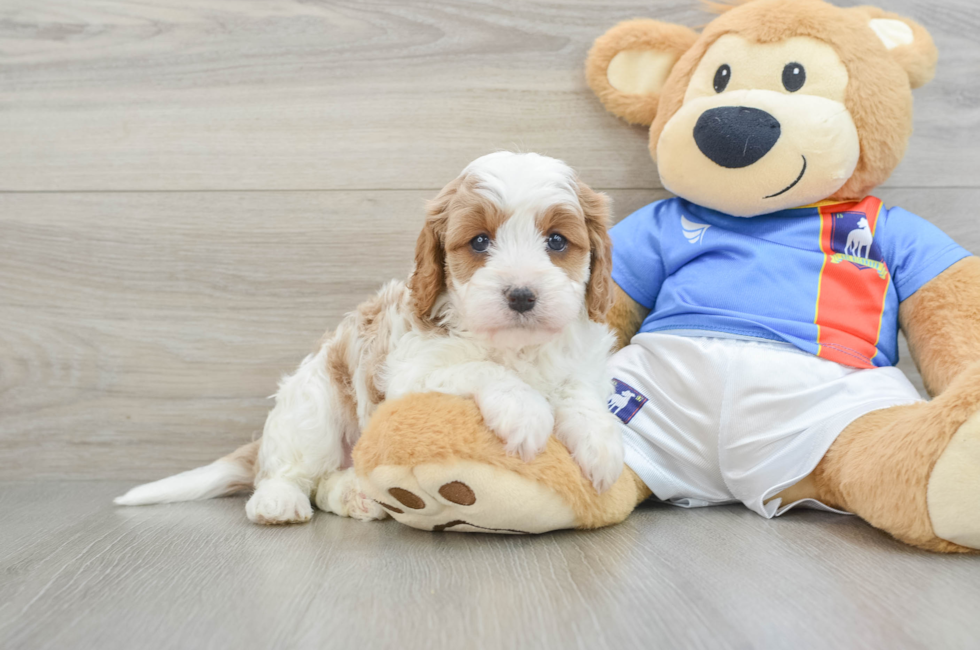 6 week old Cavapoo Puppy For Sale - Florida Fur Babies