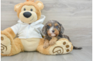 Friendly Cavapoo Baby