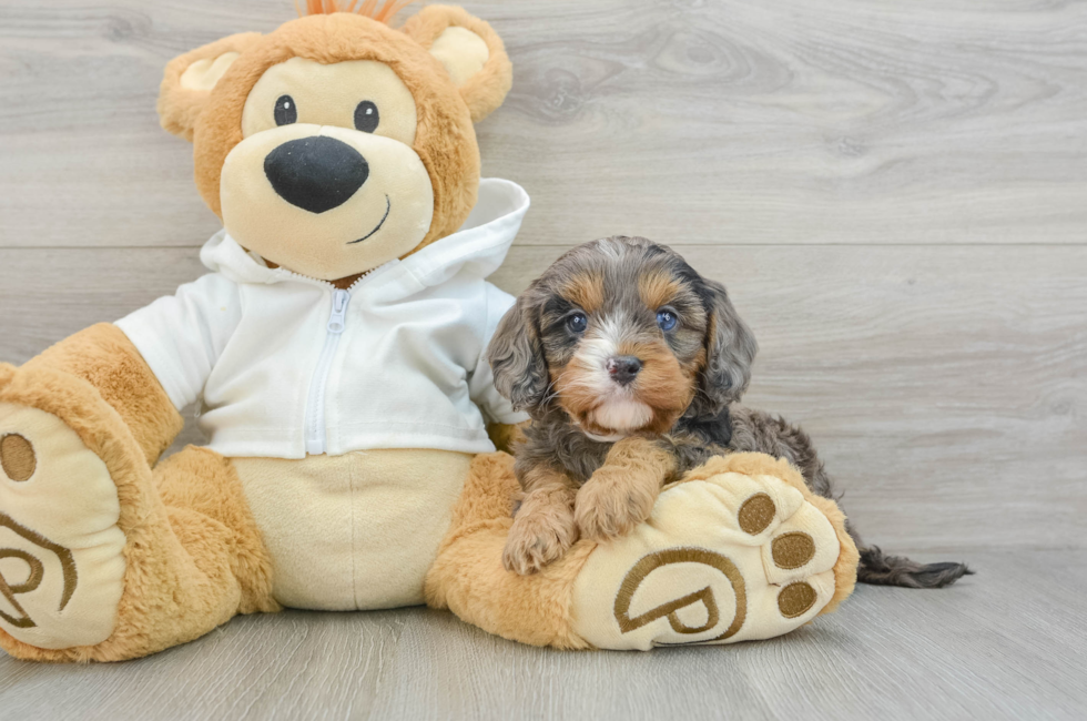 5 week old Cavapoo Puppy For Sale - Florida Fur Babies