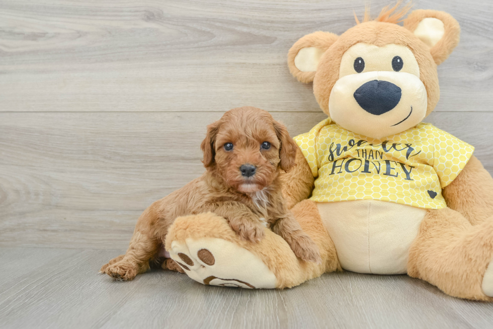 Small Cavapoo Baby