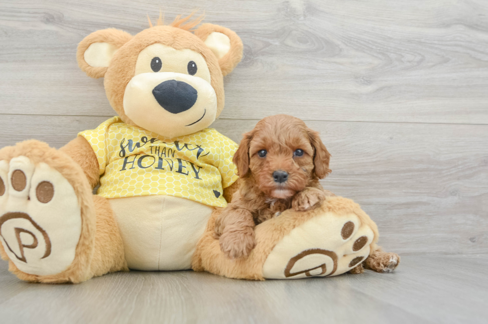 7 week old Cavapoo Puppy For Sale - Florida Fur Babies