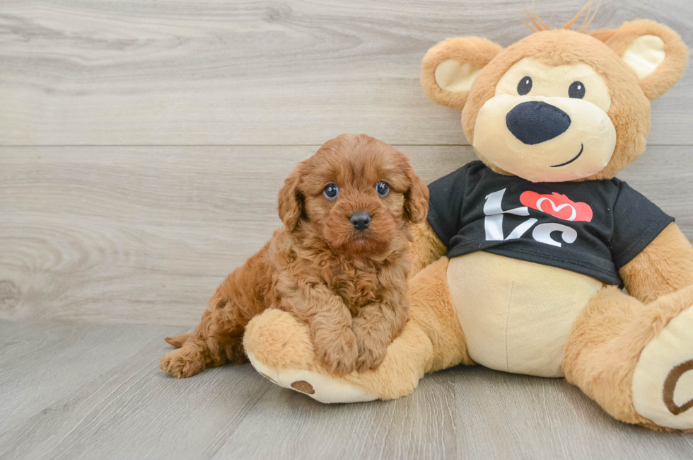 5 week old Cavapoo Puppy For Sale - Florida Fur Babies