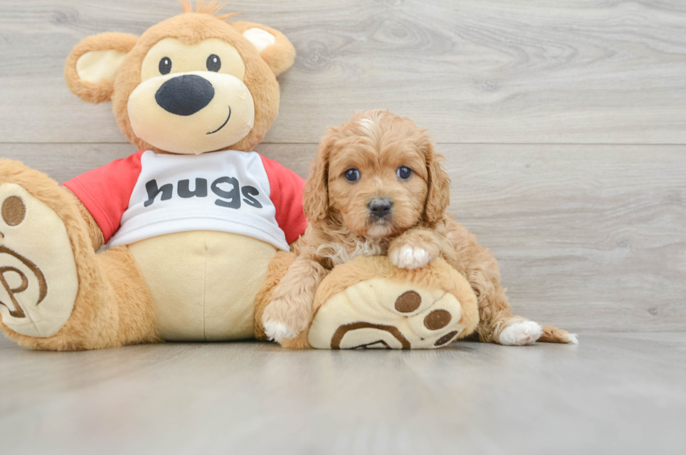 7 week old Cavapoo Puppy For Sale - Florida Fur Babies