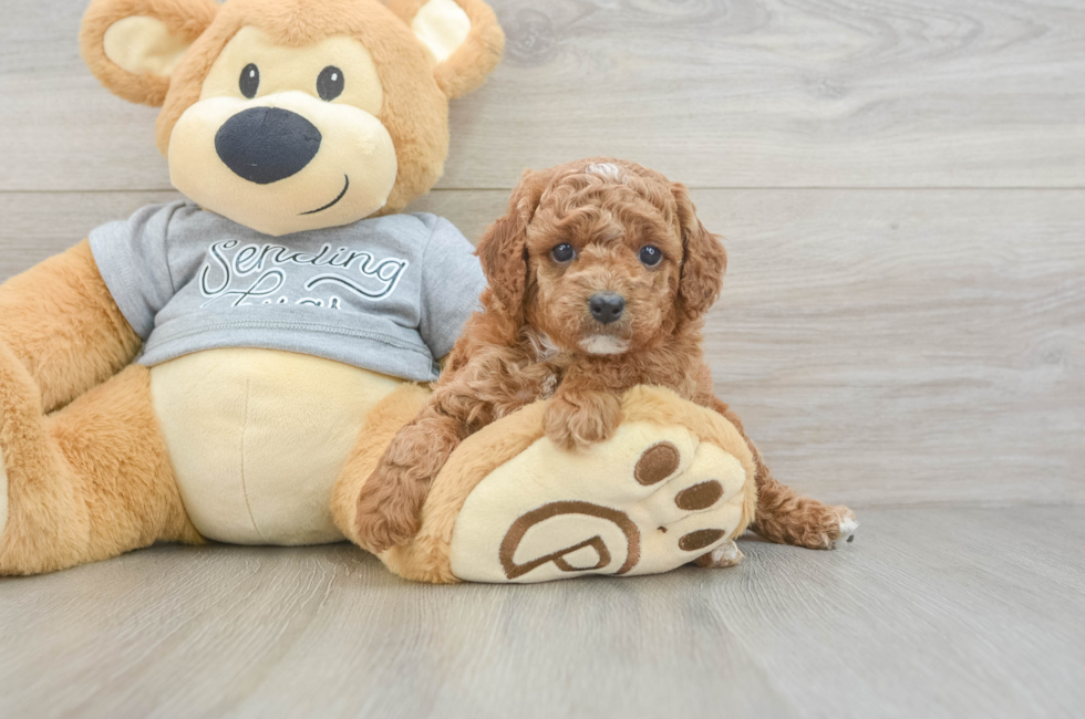 5 week old Cavapoo Puppy For Sale - Florida Fur Babies
