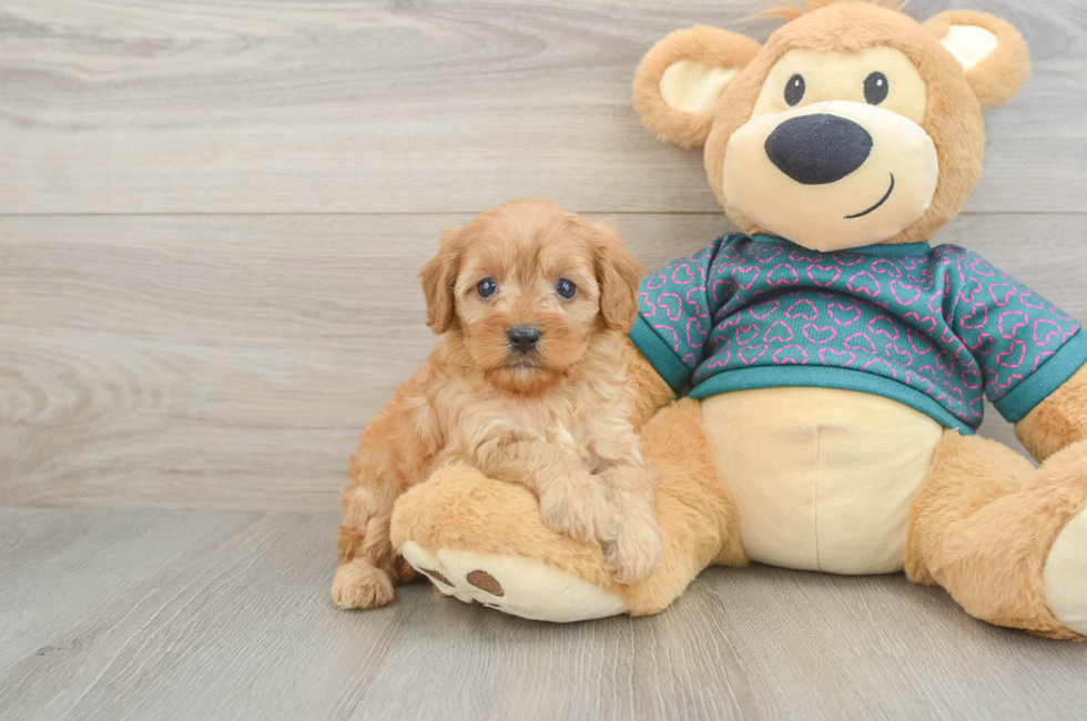6 week old Cavapoo Puppy For Sale - Florida Fur Babies
