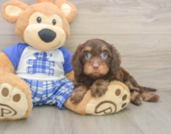 8 week old Cavapoo Puppy For Sale - Florida Fur Babies