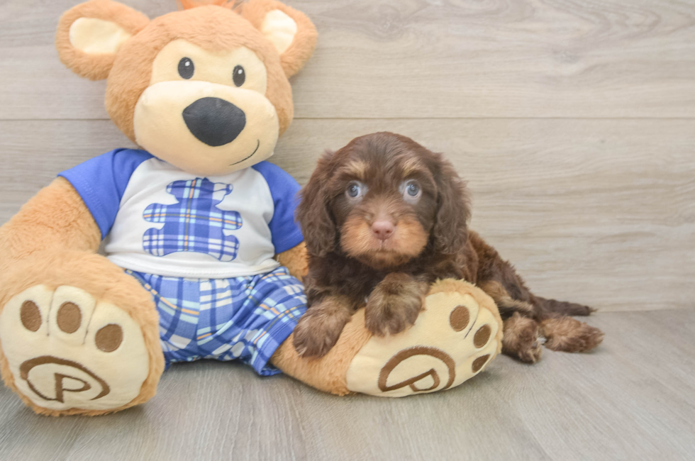 6 week old Cavapoo Puppy For Sale - Florida Fur Babies