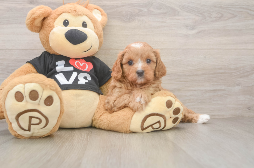 6 week old Cavapoo Puppy For Sale - Florida Fur Babies