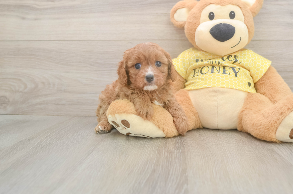 5 week old Cavapoo Puppy For Sale - Florida Fur Babies