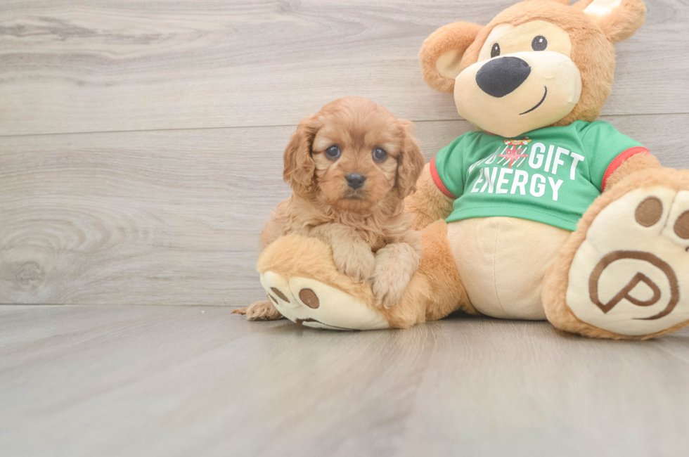 5 week old Cavapoo Puppy For Sale - Florida Fur Babies