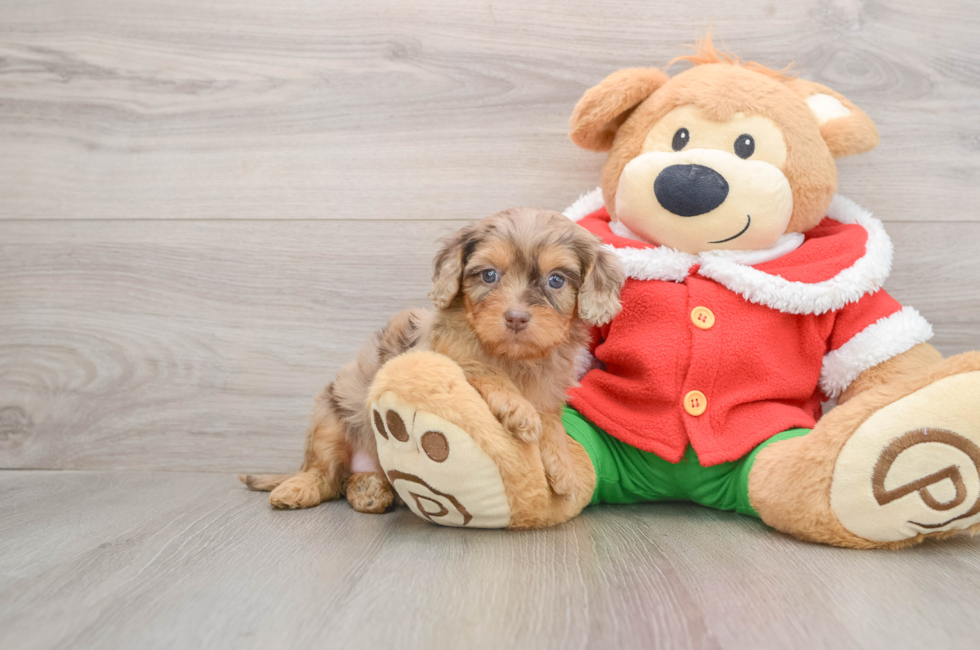 5 week old Cavapoo Puppy For Sale - Florida Fur Babies