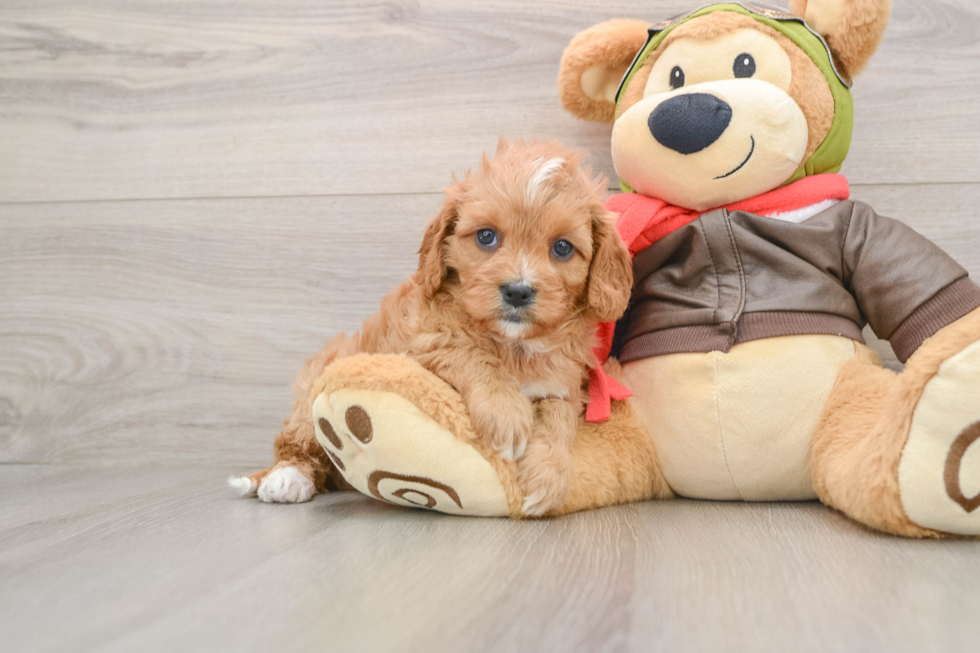 Sweet Cavapoo Baby
