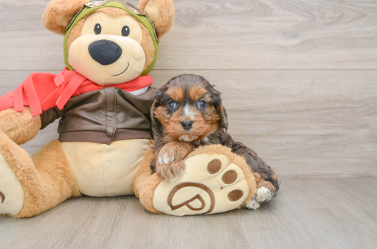 Fluffy Cavapoo Poodle Mix Pup