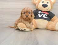 6 week old Cavapoo Puppy For Sale - Florida Fur Babies