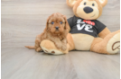 Cute Cavapoo Baby