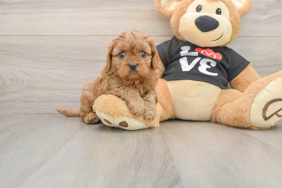 Cute Cavapoo Baby