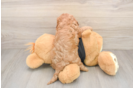 Playful Cavapoodle Poodle Mix Puppy