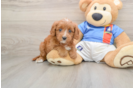 Sweet Cavapoo Baby