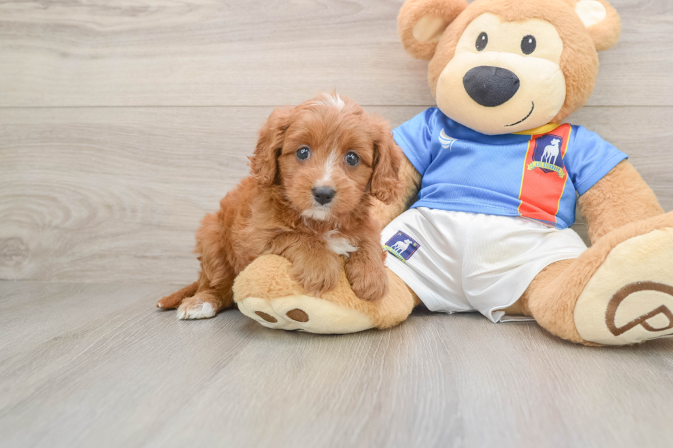 Sweet Cavapoo Baby