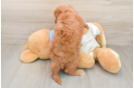 Best Cavapoo Baby