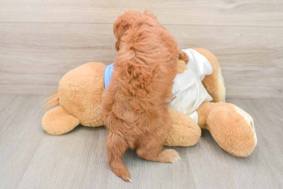 Best Cavapoo Baby