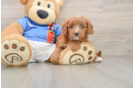 Cavapoo Puppy for Adoption