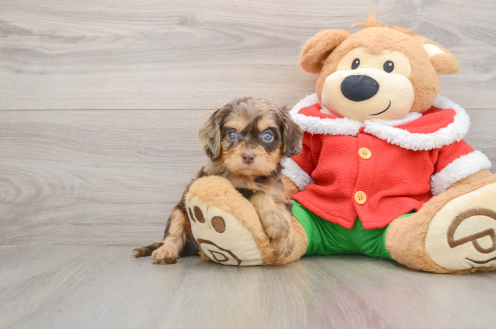 5 week old Cavapoo Puppy For Sale - Florida Fur Babies