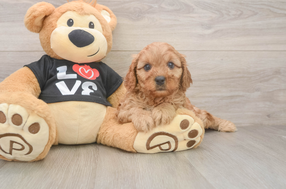 6 week old Cavapoo Puppy For Sale - Florida Fur Babies