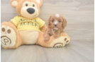 Cavapoo Puppy for Adoption