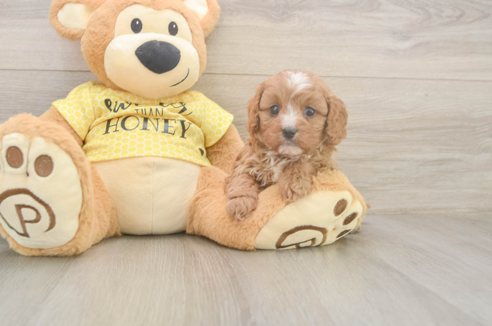 5 week old Cavapoo Puppy For Sale - Florida Fur Babies