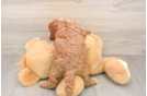 Energetic Cavoodle Poodle Mix Puppy