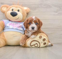 5 week old Cavapoo Puppy For Sale - Florida Fur Babies