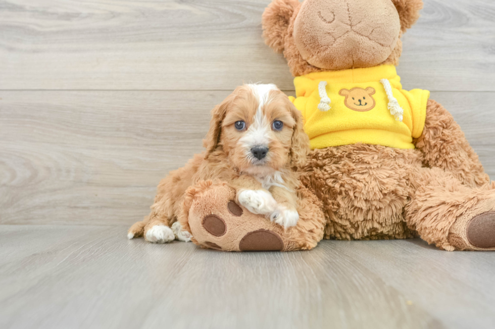 Playful Cavapoodle Poodle Mix Puppy