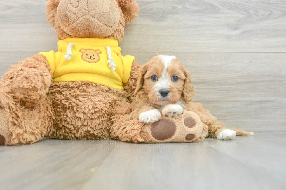 Fluffy Cavapoo Poodle Mix Pup