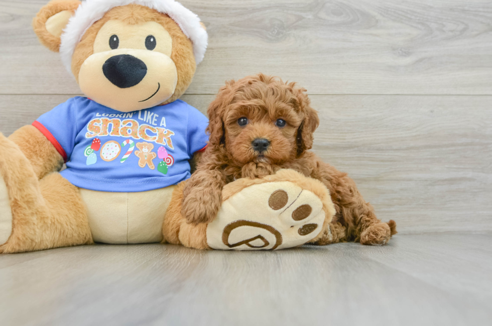 5 week old Cavapoo Puppy For Sale - Florida Fur Babies