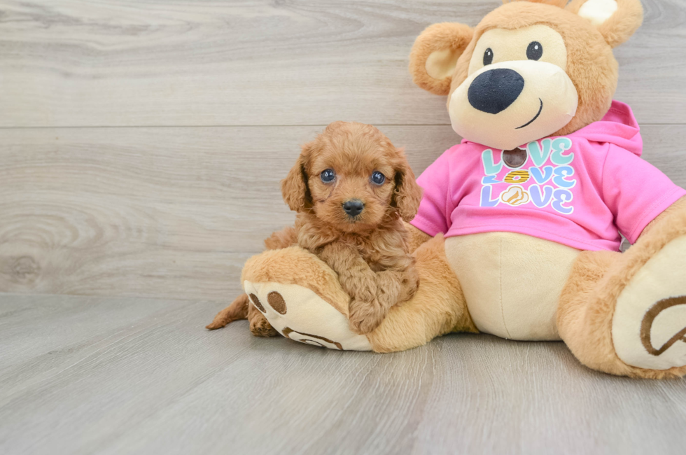 6 week old Cavapoo Puppy For Sale - Florida Fur Babies