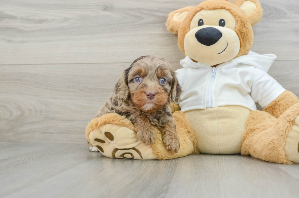 5 week old Cavapoo Puppy For Sale - Florida Fur Babies