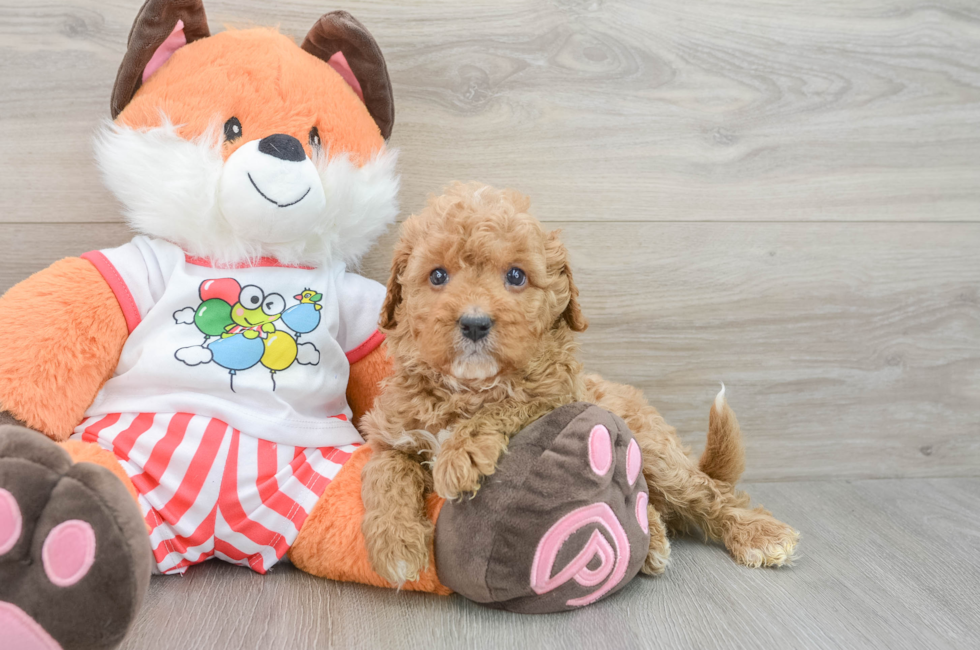 5 week old Cavapoo Puppy For Sale - Florida Fur Babies